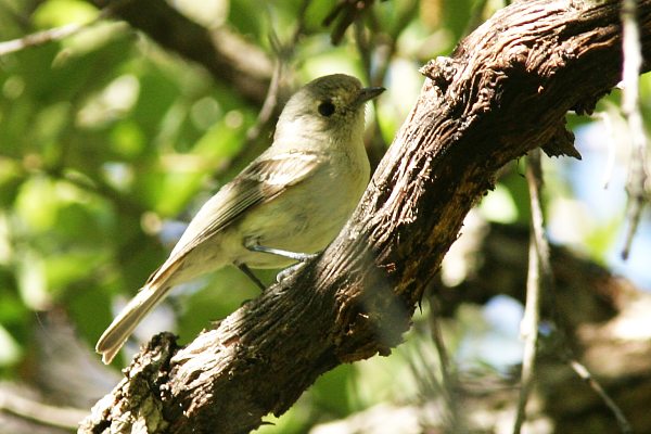 Hutton's Vireo Vireo huttoni