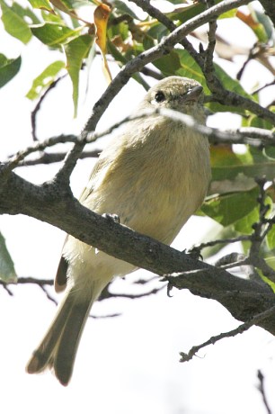 Hutton's Vireo Vireo huttoni