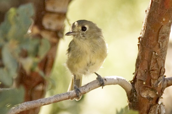 Hutton's Vireo Vireo huttoni