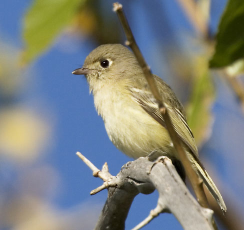 Hutton's Vireo Vireo huttoni
