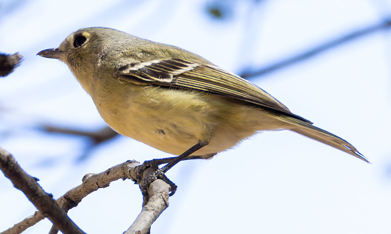 Hutton's Vireo Vireo huttoni