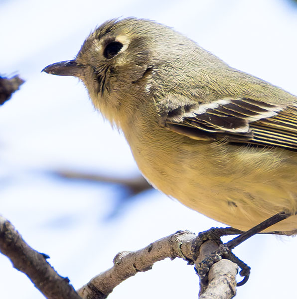 Hutton's Vireo Vireo huttoni
