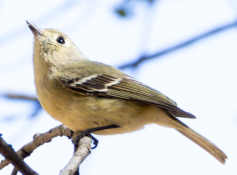 Hutton's Vireo Vireo huttoni