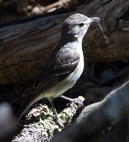 Plumbeous Vireo Vireo plumbeus