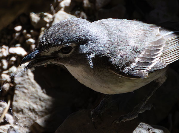 Plumbeous Vireo Vireo plumbeus