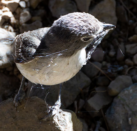 Plumbeous Vireo Vireo plumbeus