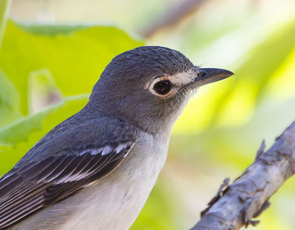Plumbeous Vireo Vireo plumbeus
