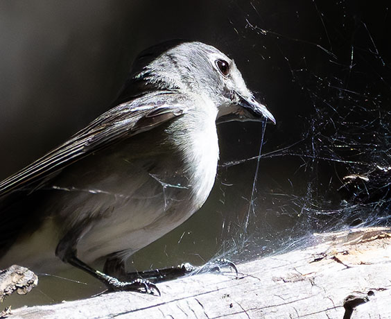 Plumbeous Vireo Vireo plumbeus