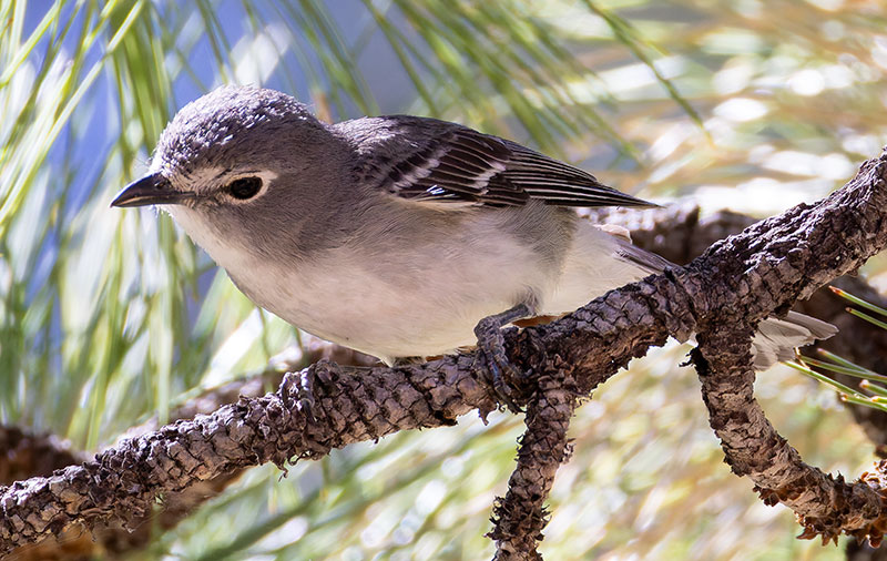 Plumbeous Vireo Vireo plumbeus