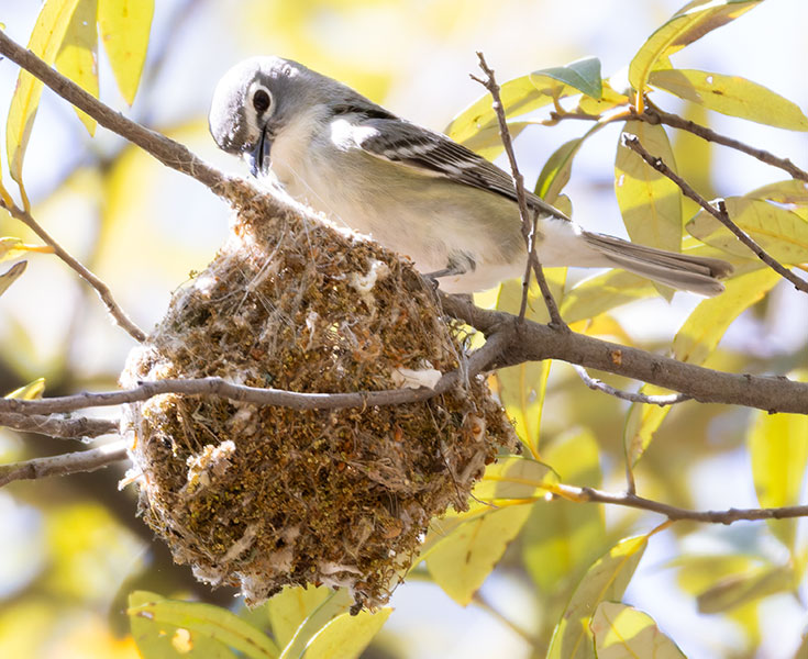 Plumbeous Vireo Vireo plumbeus
