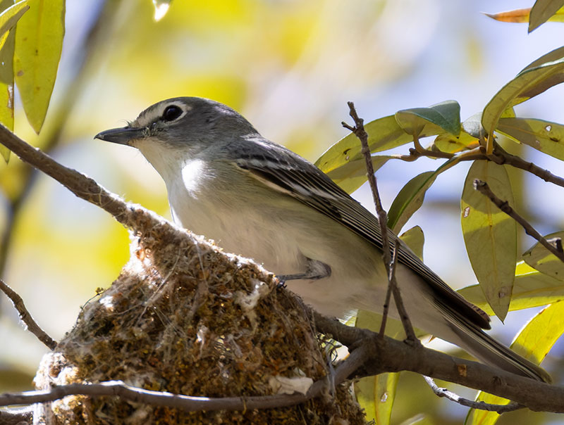 Plumbeous Vireo Vireo plumbeus