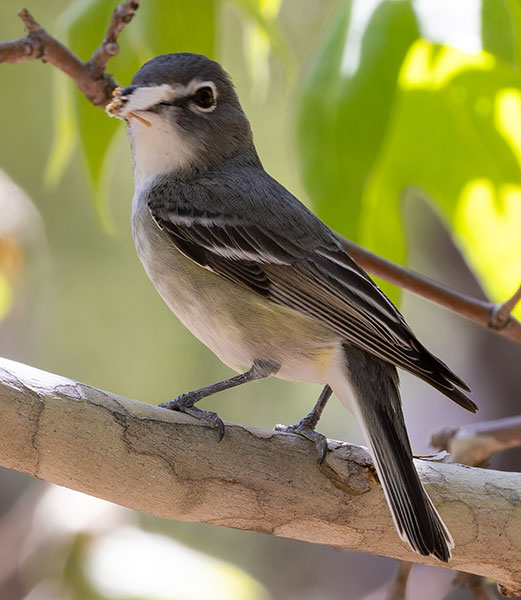 Plumbeous Vireo Vireo plumbeus
