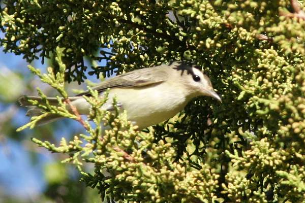 Warbling Vireo Vireo gilvus 