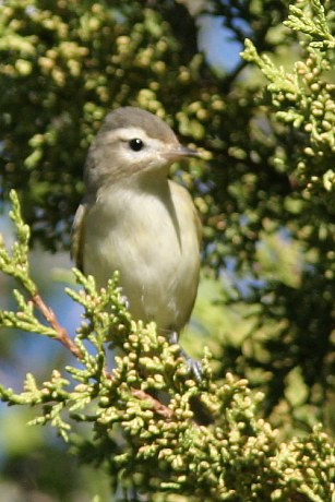 Warbling Vireo Vireo gilvus 