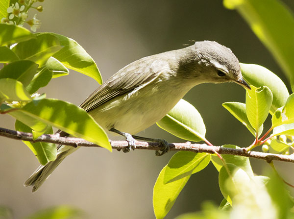 Warbling Vireo Vireo gilvus 