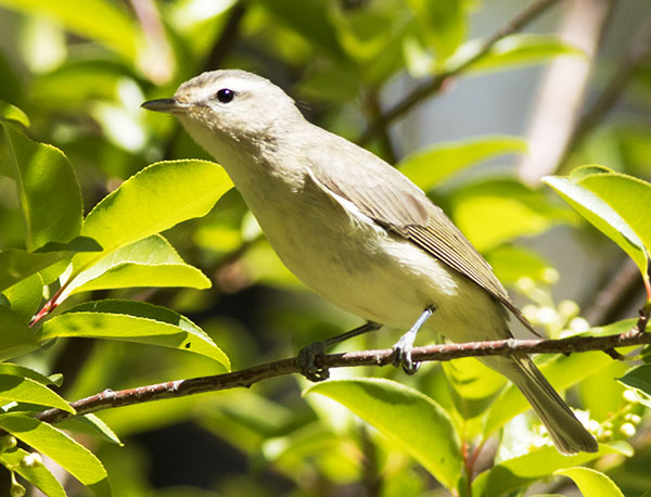 Warbling Vireo Vireo gilvus 