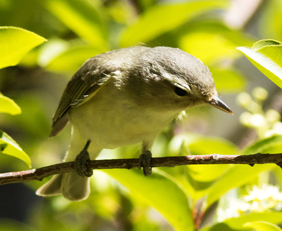 Warbling Vireo Vireo gilvus 
