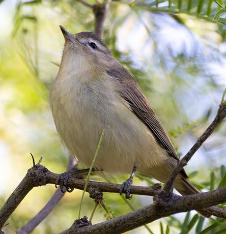 Warbling Vireo Vireo gilvus 