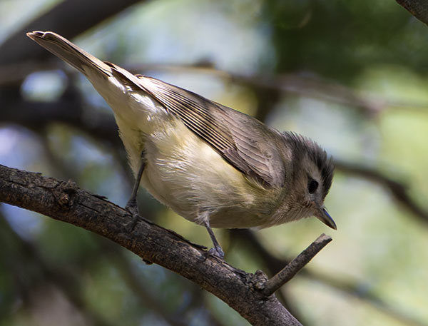 Warbling Vireo Vireo gilvus 