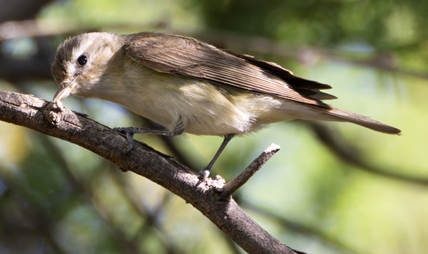 Warbling Vireo Vireo gilvus 