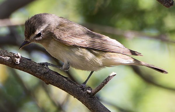 Warbling Vireo Vireo gilvus 