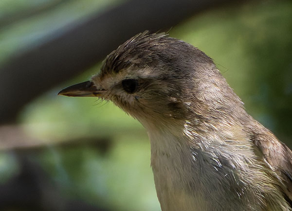 Warbling Vireo Vireo gilvus 
