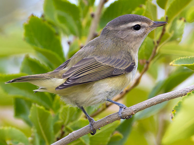 Warbling Vireo Vireo gilvus 