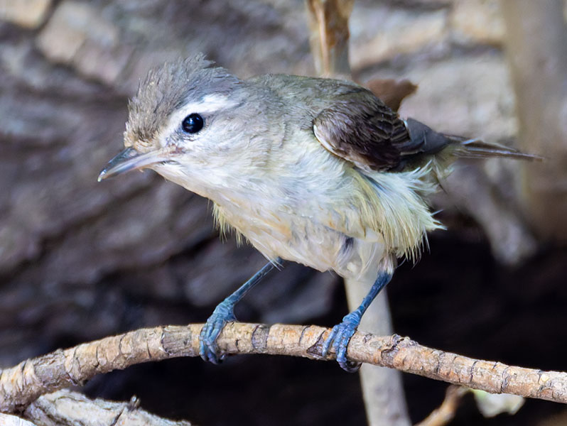 Warbling Vireo Vireo gilvus 