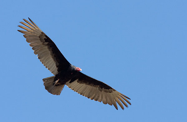 Turkey Vulture Cathartes aura