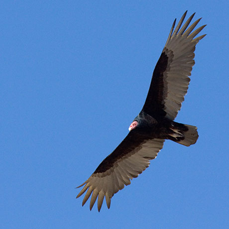 Turkey Vulture Cathartes aura