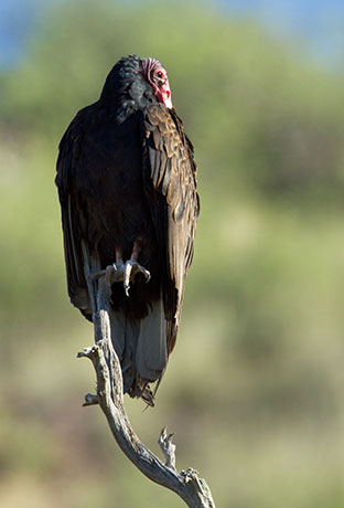 Turkey Vulture Cathartes aura