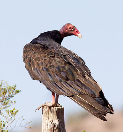 Turkey Vulture Cathartes aura