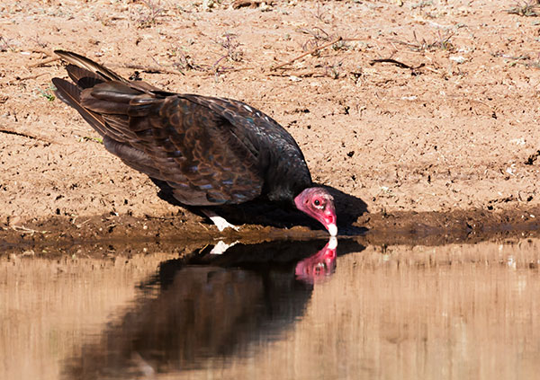 Turkey Vulture Cathartes aura