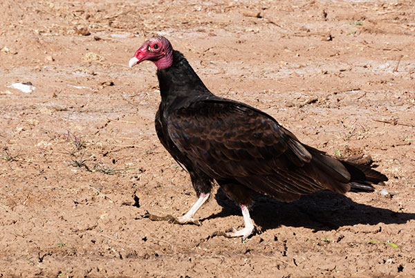 Turkey Vulture Cathartes aura