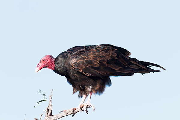 Turkey Vulture Cathartes aura