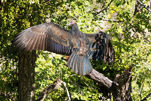 Turkey Vulture Cathartes aura
