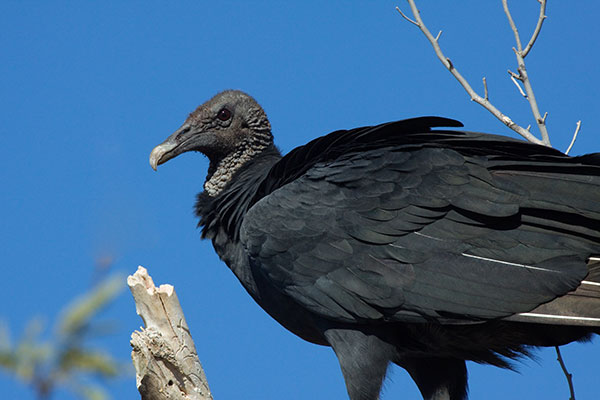 Black Vulture Coragyps atratus 