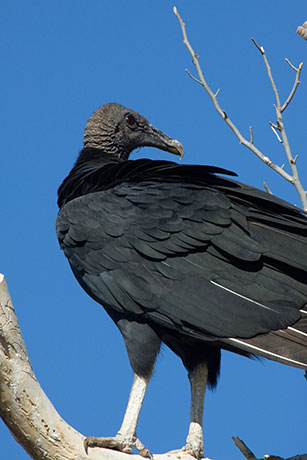 Black Vulture Coragyps atratus 