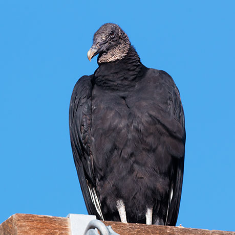 Black Vulture Coragyps atratus 