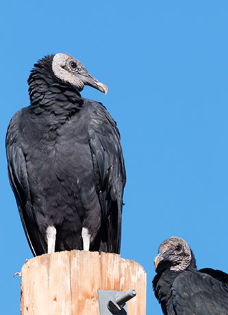 Black Vulture Coragyps atratus 