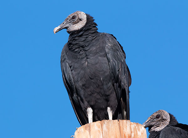 Black Vulture Coragyps atratus 