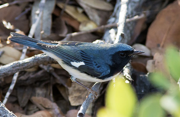 Black-throated Blue Warbler Dendroica caerulescens