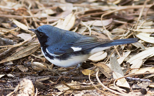 Black-throated Blue Warbler Dendroica caerulescens