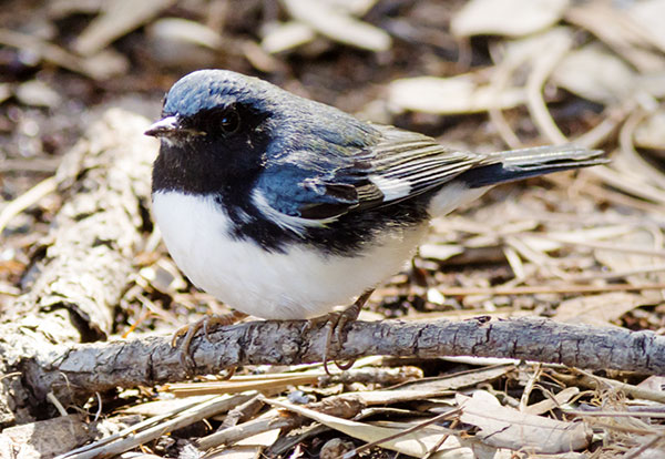 Black-throated Blue Warbler Dendroica caerulescens
