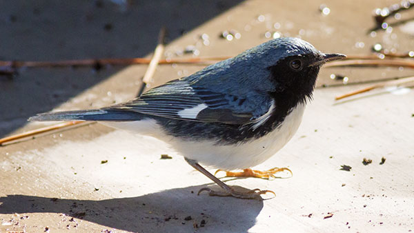Black-throated Blue Warbler Dendroica caerulescens