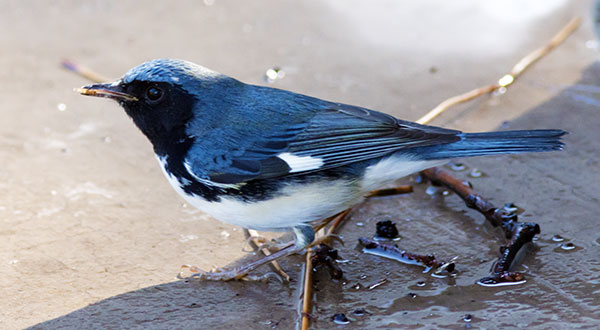 Black-throated Blue Warbler Dendroica caerulescens