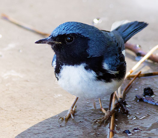 Black-throated Blue Warbler Dendroica caerulescens