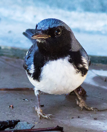 Black-throated Blue Warbler Dendroica caerulescens