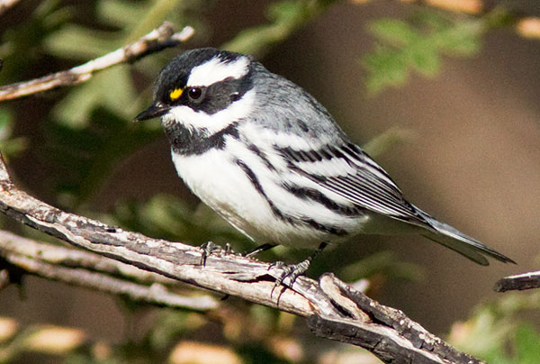 Black-throated Gray Warbler Dendroica nigrescens