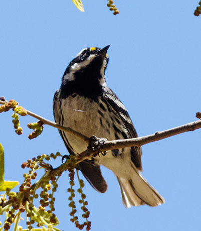 Black-throated Gray Warbler Dendroica nigrescens